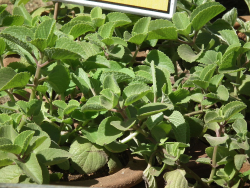 Rýmovník citronový - Plectranthus amboinicus